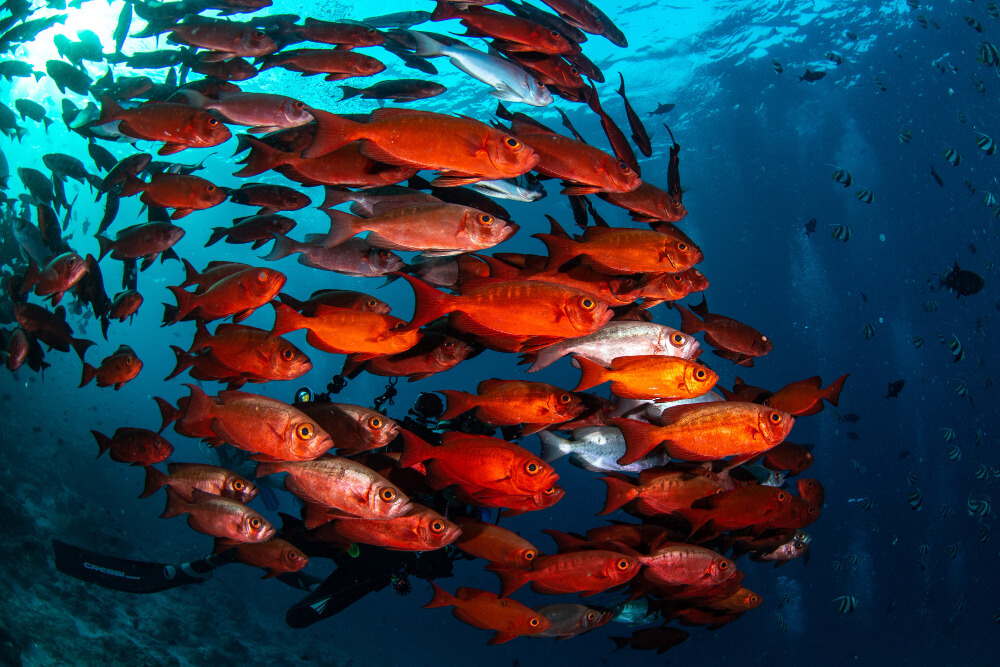 Große Schule aus roten Fischen