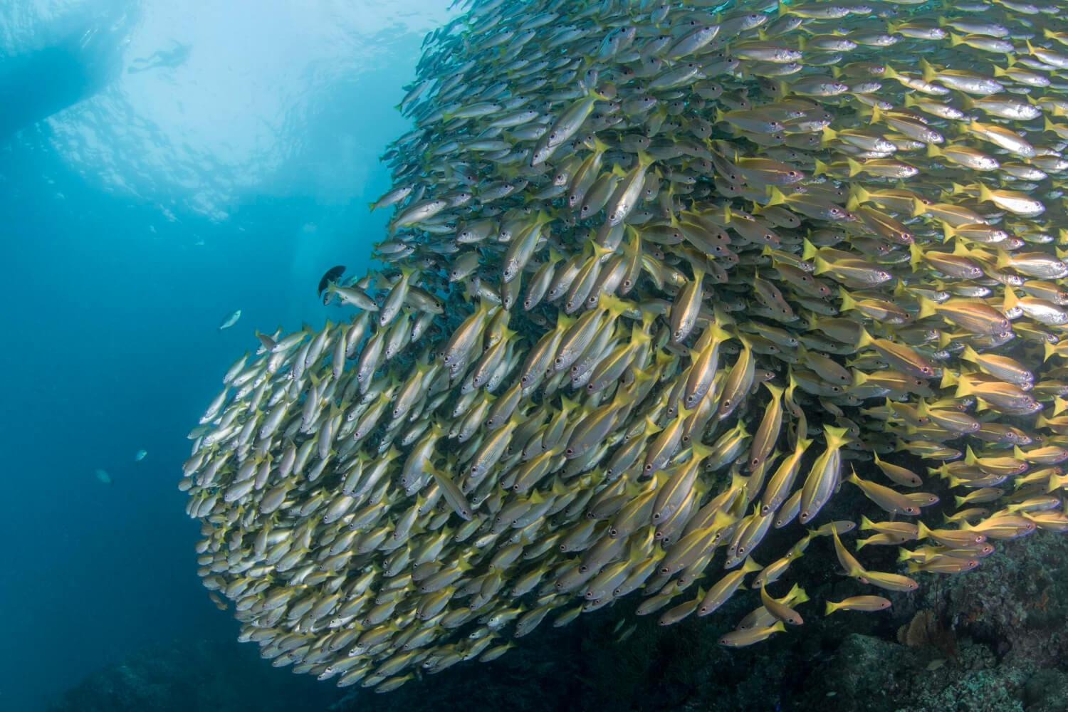 Riesige Schule eines riesigen Fischschwarms