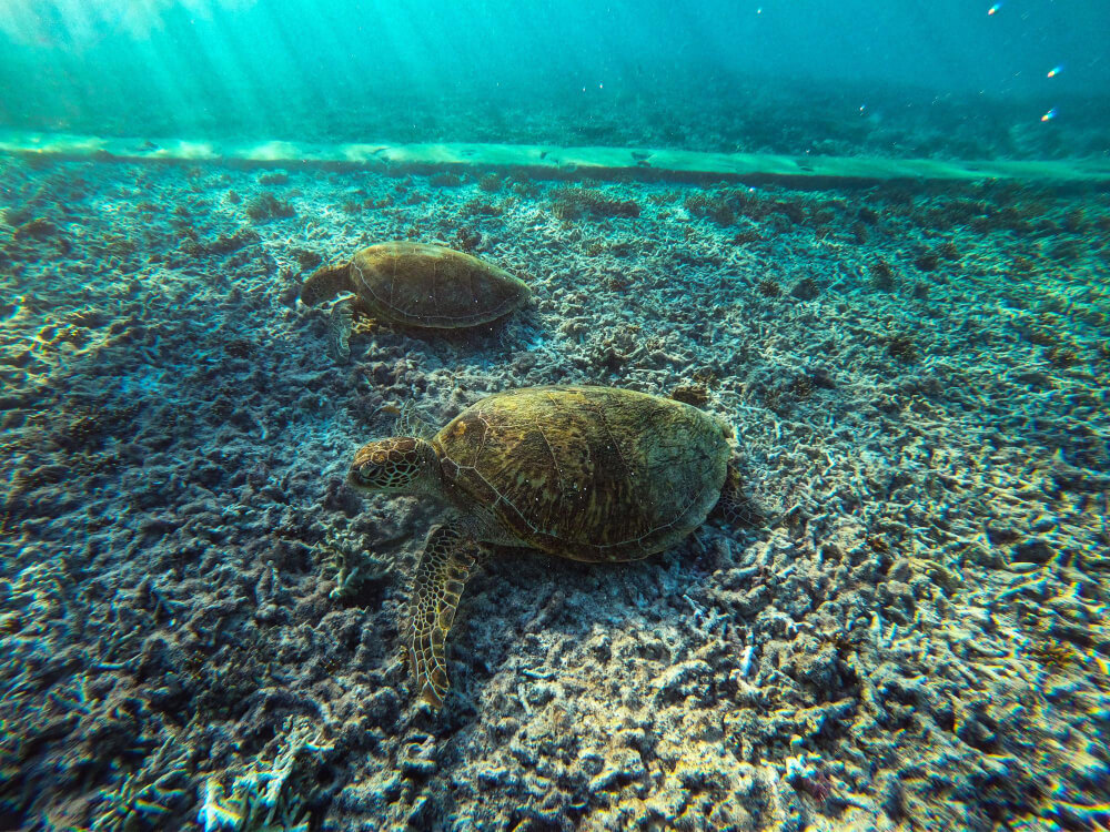 Zwei Schildkröten auf Korallen unterwasser