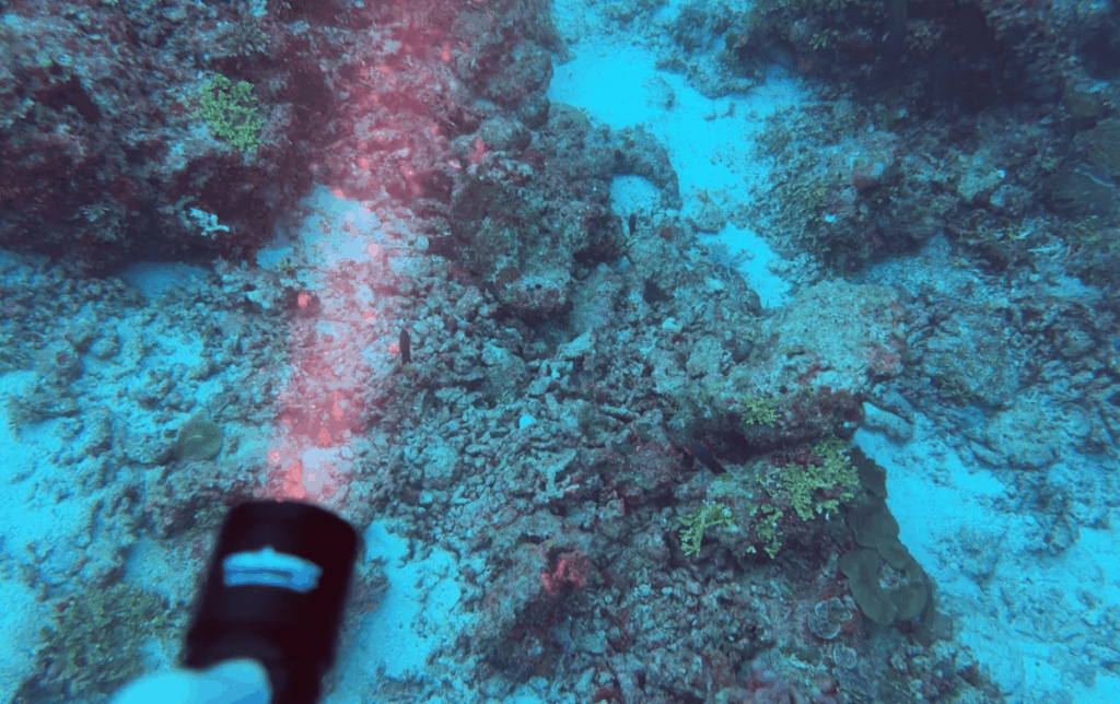 Taucher testet schwarze Tauchlampe von Orcatorch Unterwasser an einem Riff