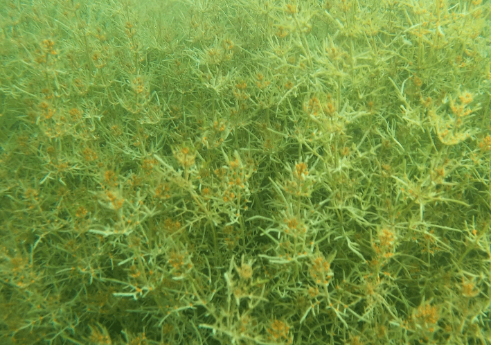 Suptig Unterwasser Videolicht im Test im helleren Wasser nahe der Oberfläche mit Seegras