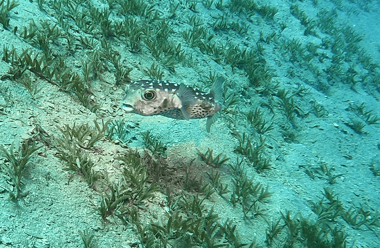 Goldiger Kugelfisch über Seegraswiese