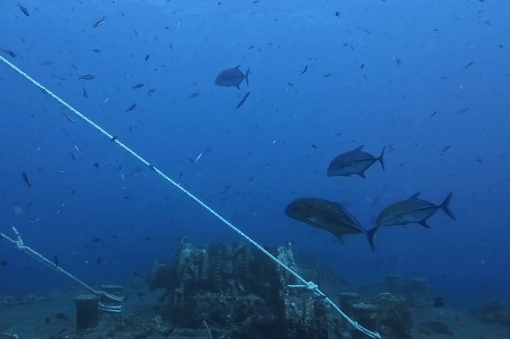 Front des Wracks mit großen Fischen und Leinen von Booten