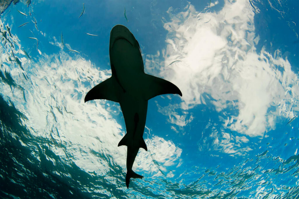 Blauhai vor Griechenland von unten gefilmt