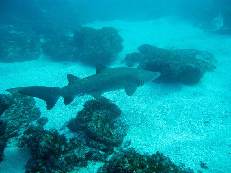 Sandtigerhaien ber sandigem Meeresboden am Tauchplatz Aliwal Shoal