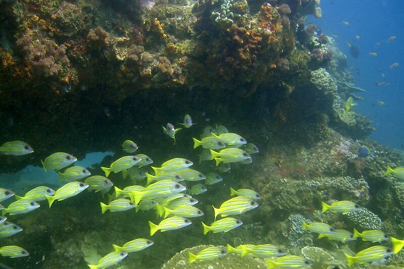 Fischschwarm vor Korallemriff