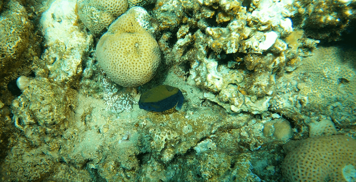 Kofferfisch beim Tauchen an einem Riff in der Naama Bay