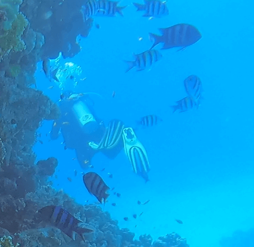 Taucher inmitten eines Fischschwarms