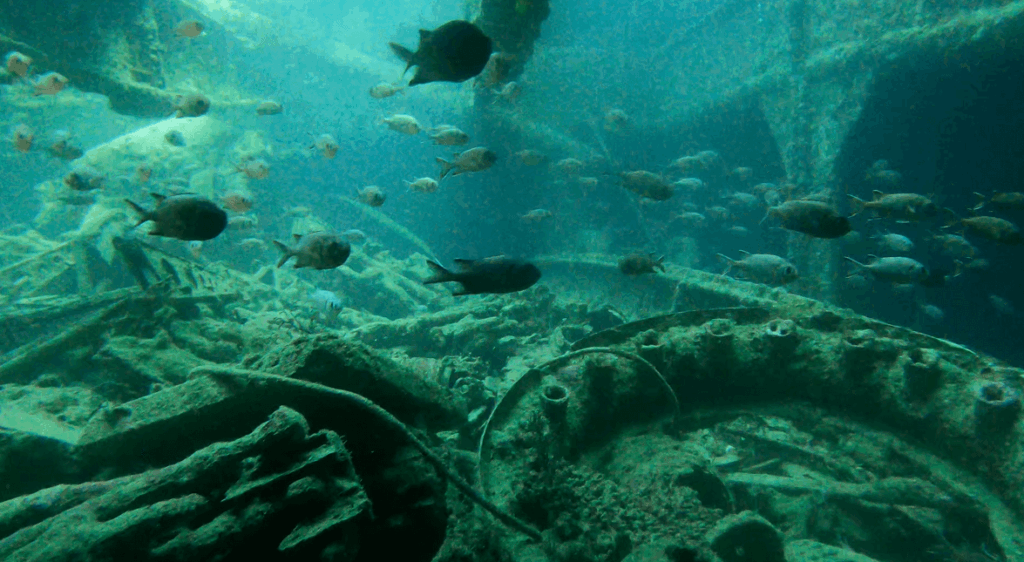 Viele Fische stehen in einer freien Fläche des Wracks