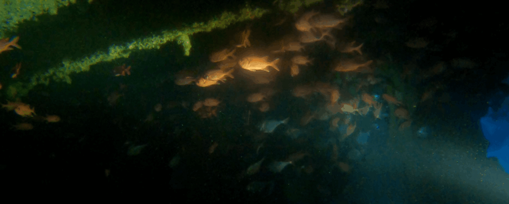 Riesiger rotes Fischschwarm im Inneren der Thistlegorm wird angeleuchtet