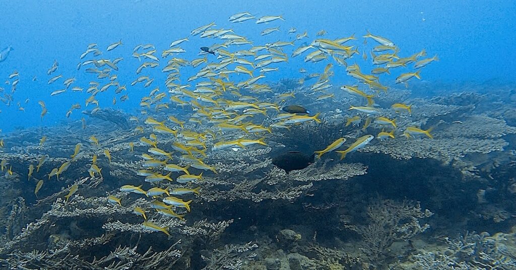 Riesige Tischkorallen und gelber Fischschwarm beim Tauchen Naama Bay