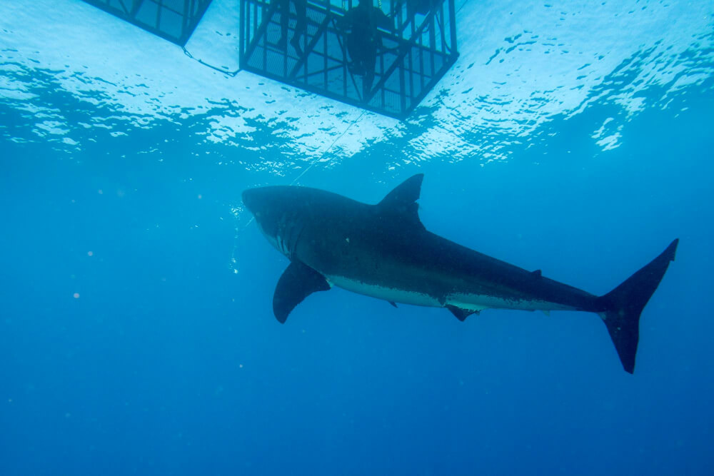 Hai schwimmt unter einem Käfig in Südafrika