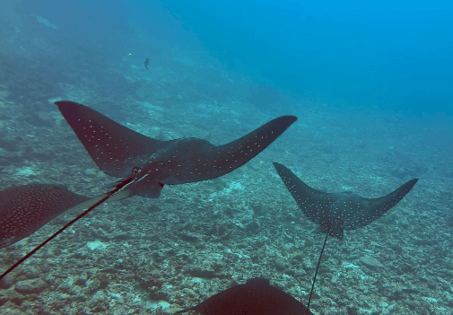 Zwei Adlerrochen beim Tauchen in Rasdhoo
