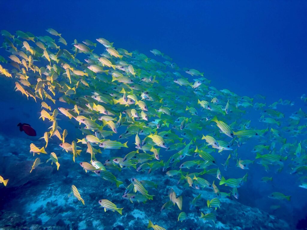 Fischschwarm in 20 Metern Tiefe auf den Malediven