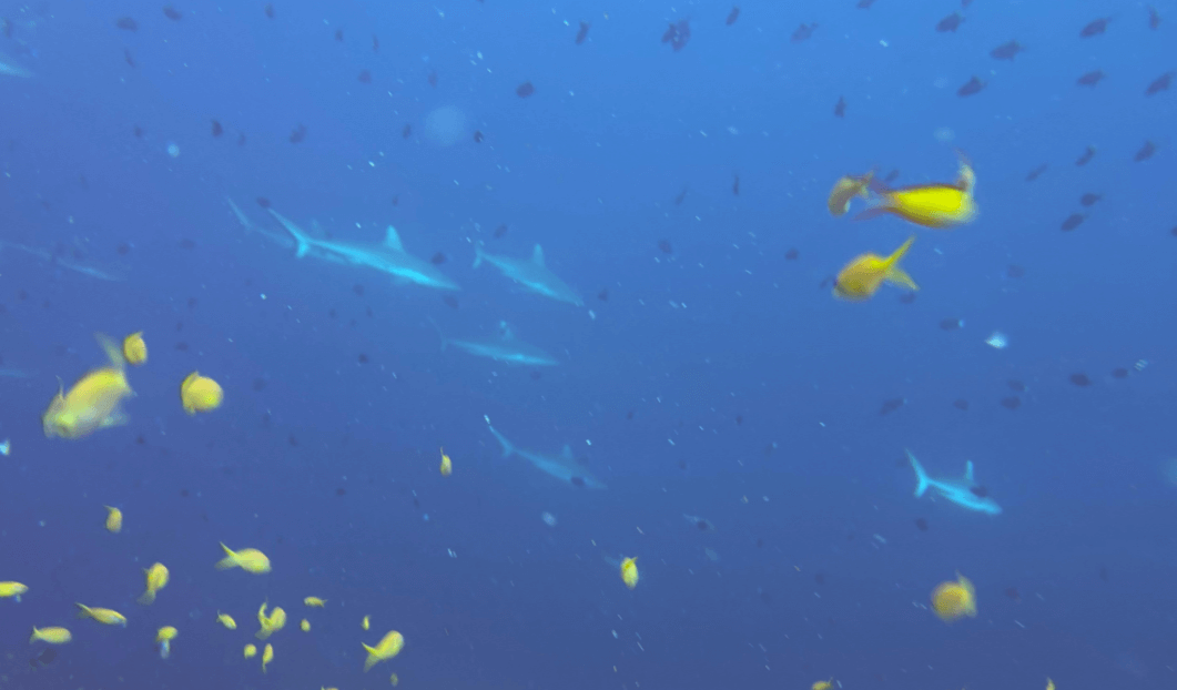 Viele Haie beim Tauchen in Rasdhoo