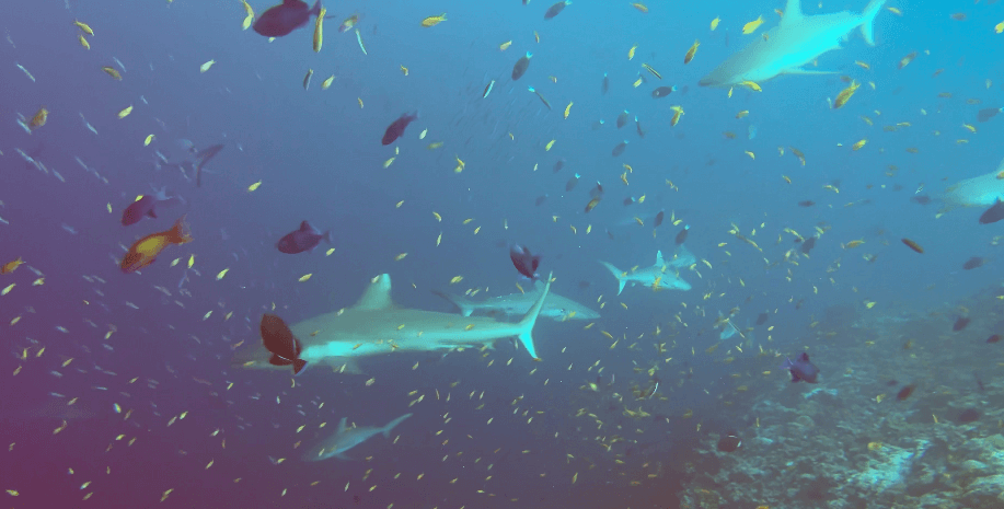 Unterwasseraufnahme von Haien und Rifffischen