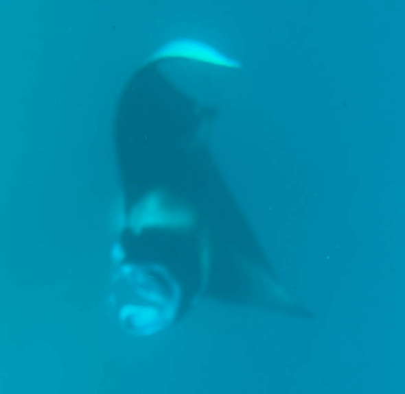 Manta beim Tauchen in Rasdhoo
