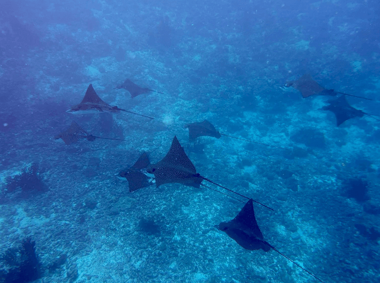 ca. 9 Adlerrochen in einer Gruppe