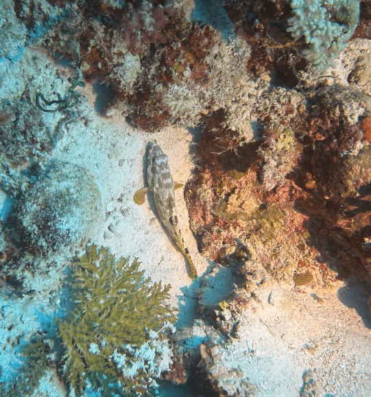 Fisch wird mit Flood Licht einer Tauchlampe angestrahlt