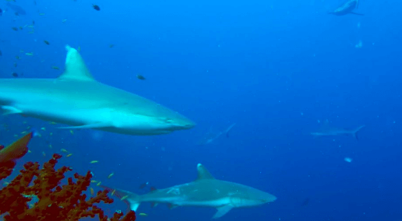 Zwei Riffhaie sehr nah Madivaru