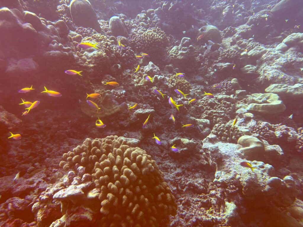 Gelb-lila Fische an einem Riff in Fuvahmulah
