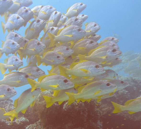 Gelbe Snapper Schule