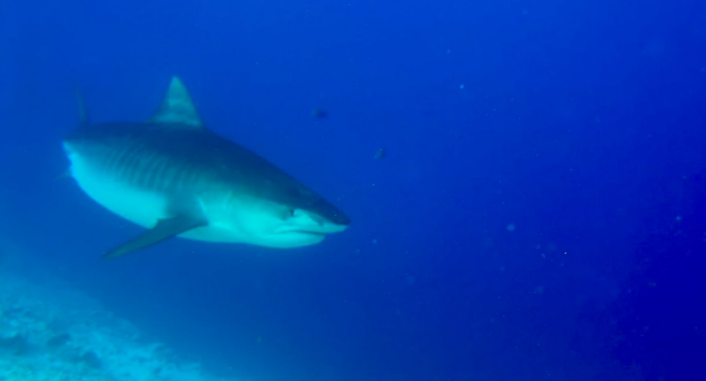 Großer Tigerhai im Blauwasser