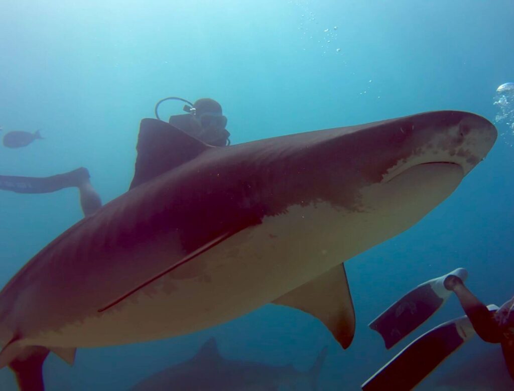Tigerhai sehr nah an zwei Tauchern
