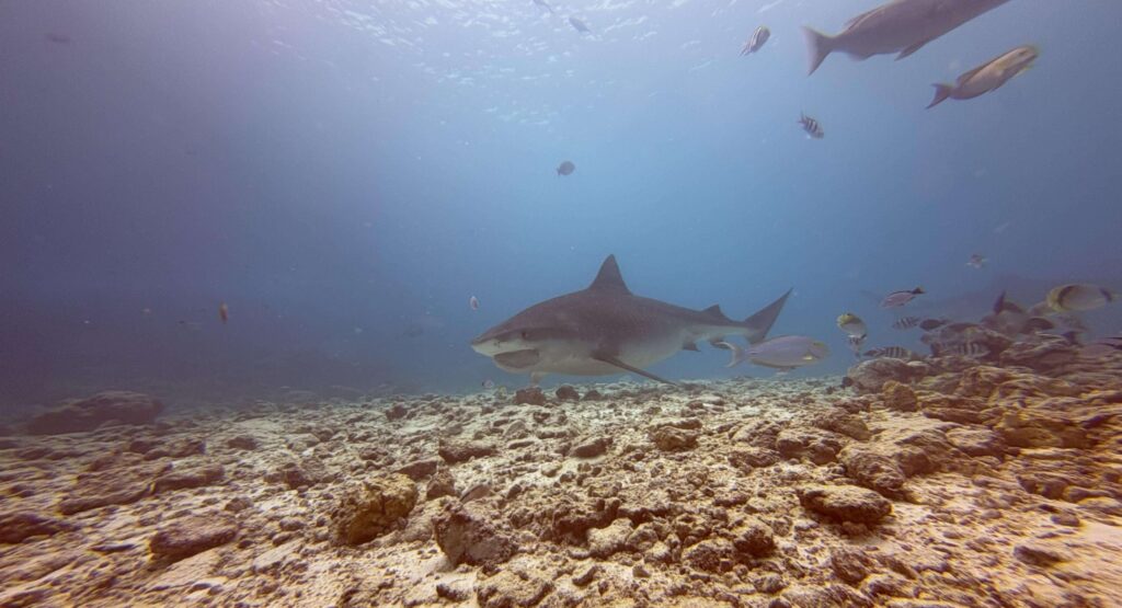 Tigerhai mit verletztem Kiefer unter Wasser