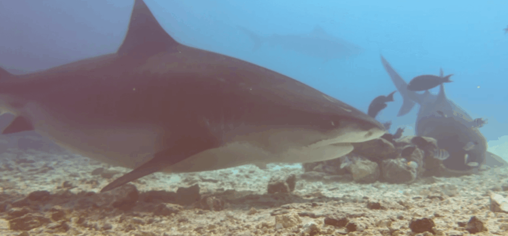 Tigerhai Dame seitliche Aufnahme