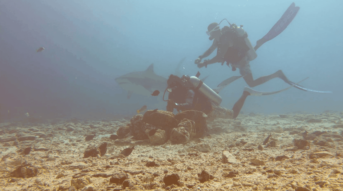 Zwei Tauchguides bereiten Tunfischköpfe im Tauchgang am TigerZoo in Fuvahmulah neben einem Tigerhai vor