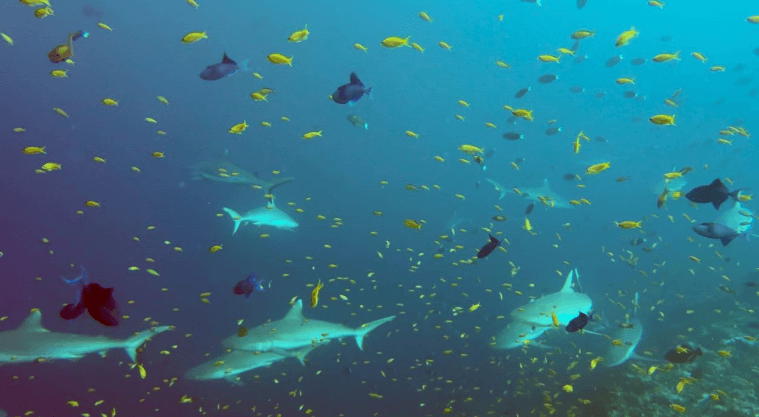 10 Riffhaie Madivaru Corner