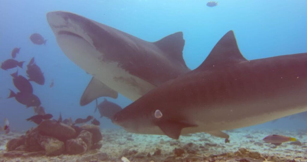 Zwei Tigerhaie direkt übereinander neben dem Fütterungspunkt am Tiger Zoo
