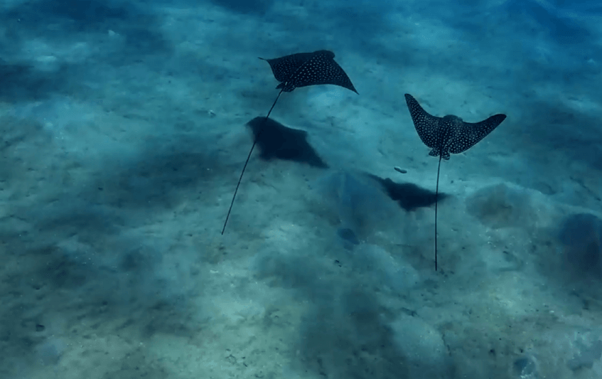 Zwei Adlerrochen mit der Insta360 Ace pro 2 über dem sandigen Meeresboden gefilmt