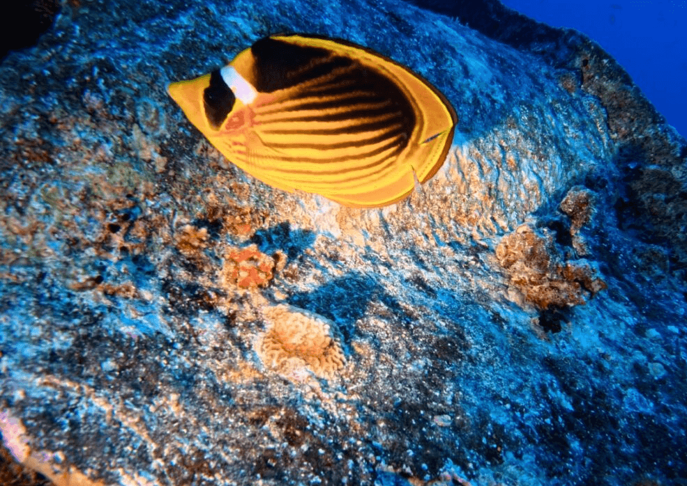 Angeleuchteter gelb schwarzer Kaiserfisch