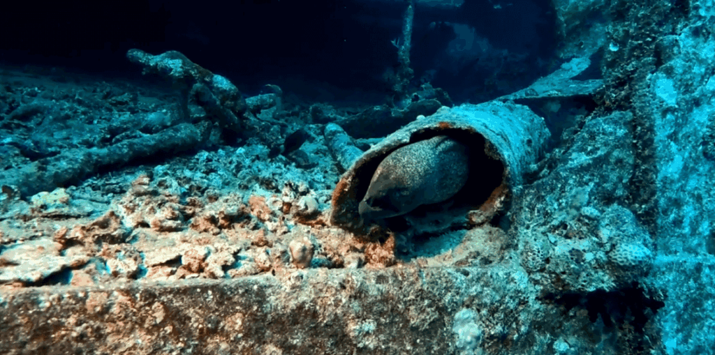Muräne in Rohr auf Wrack wird angeleuchtet