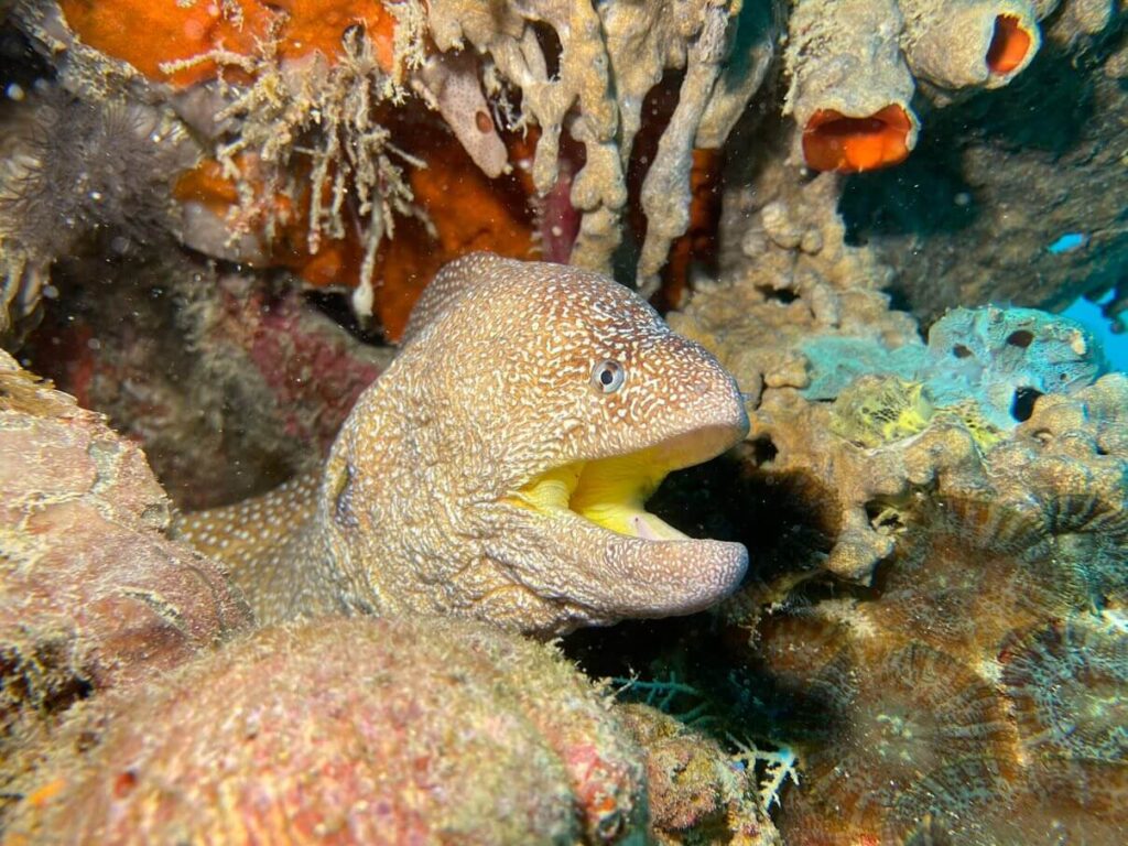 Muräne fotografiert mit dem SeaLife SportDiver Ultra unter Wasser
