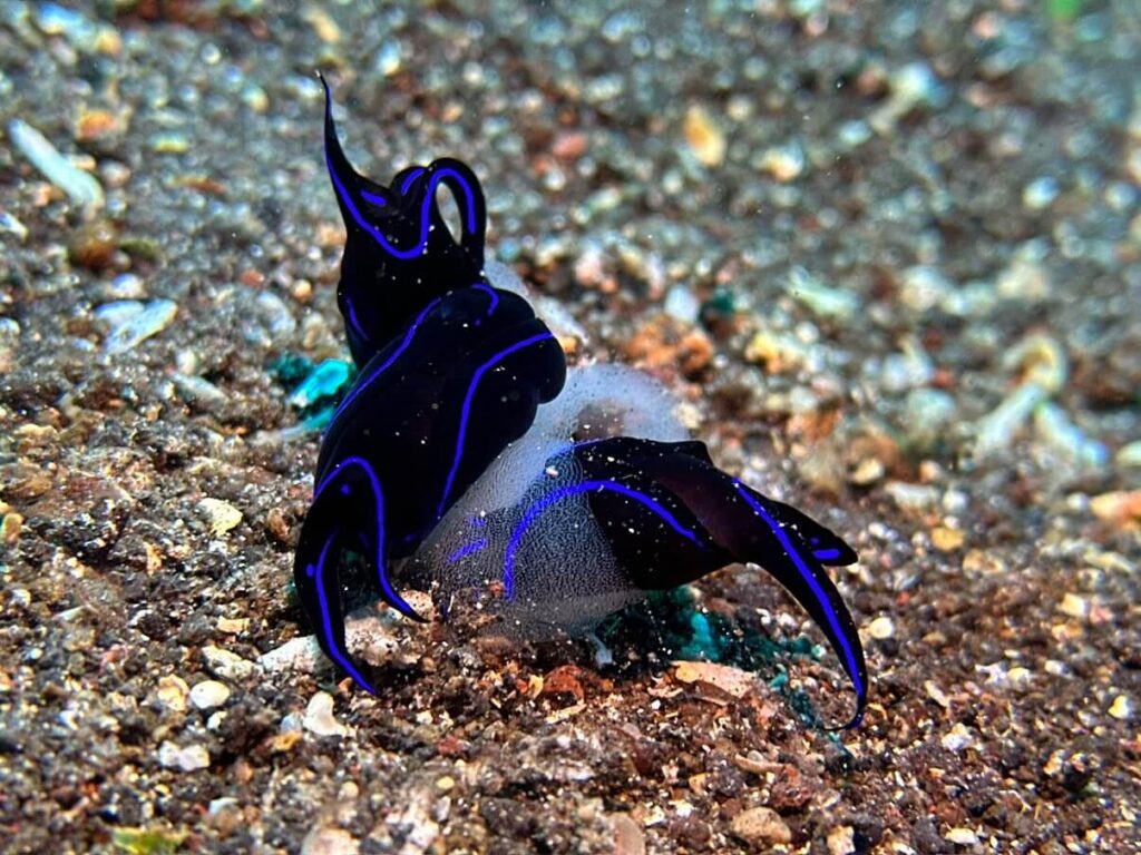 Blau-schwarze Nudibranch als Makroaufnahme mit Smartphone-Unterwassergehäuse