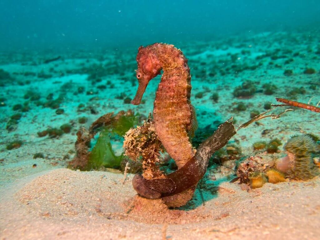 Seepferdchen mit leichtem Rotstich auf sandigem Meersboden