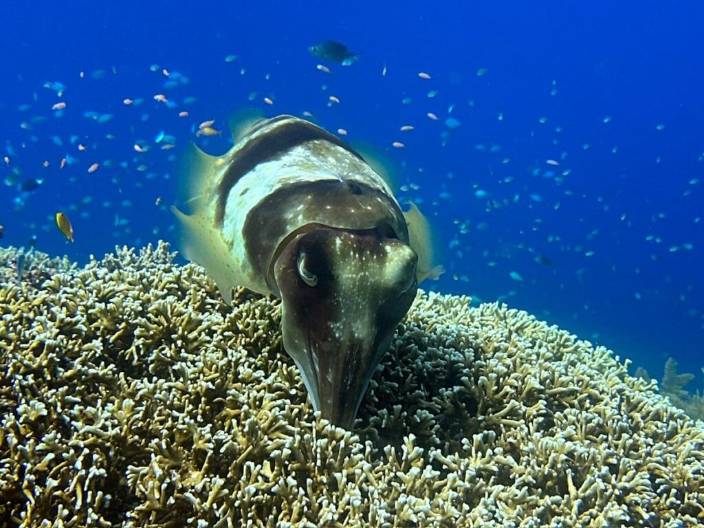 Sepia in Bewegung über Korallenblock