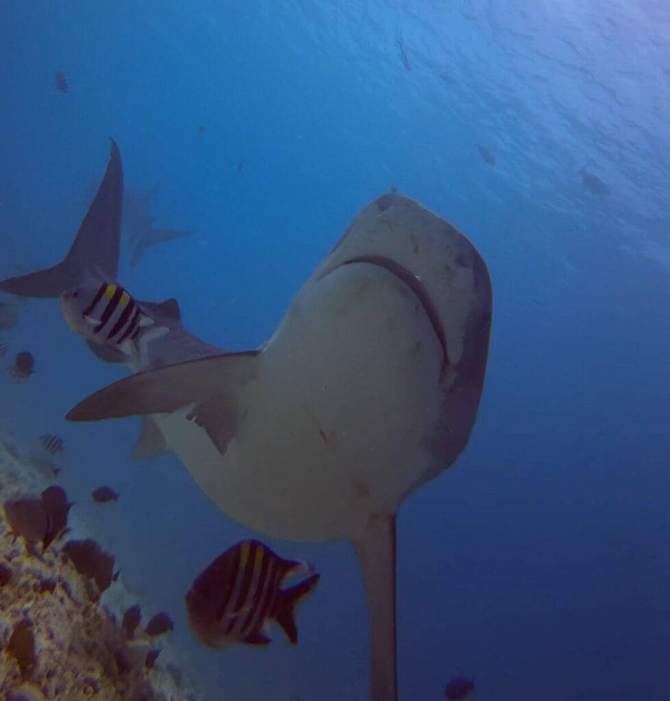 Tigerhai schwimmt auf Taucher frontal zu