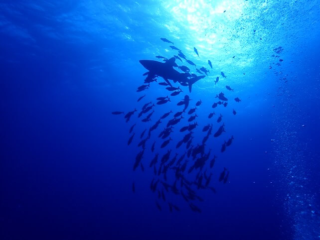 Hai im Blauwasser mit Fischschwarm fotografiert mit TG-7

