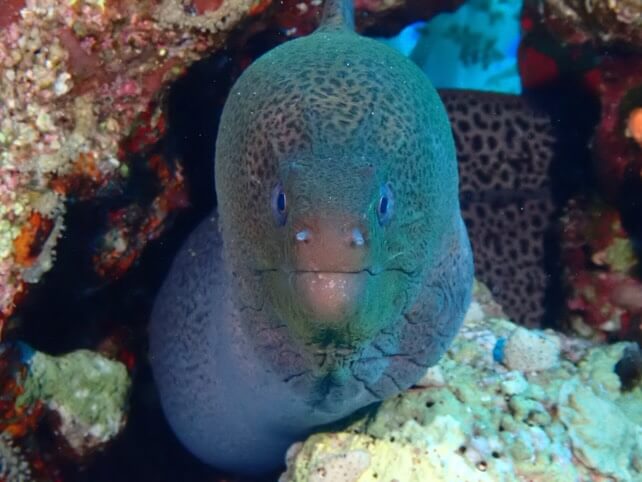 Muräne Porträt Unterwasserfoto TG-7
