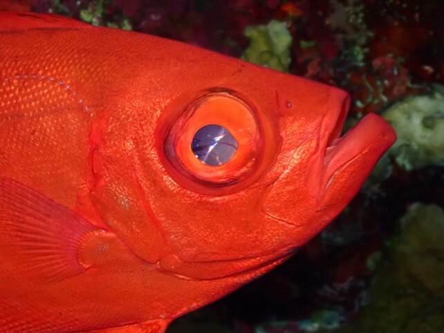 Großaugenbarsch Nahaufnahme am Riff