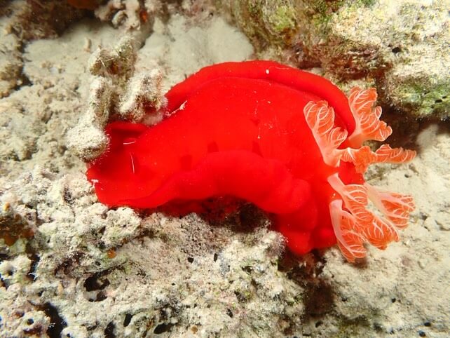 Spanische Tänzerin Unterwasser Makro mit TG-7 aufgenommen
