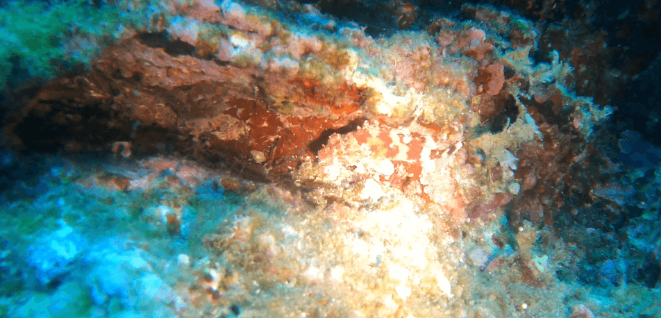 Überbelichteter Steinfisch unterwasser in einem Felsspalt