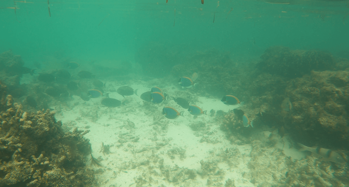 Blaue Fische in ca. 3 Meter Tiefen Wasser mit einer Unterwasserkamera beim Schnorcheln gefilmt