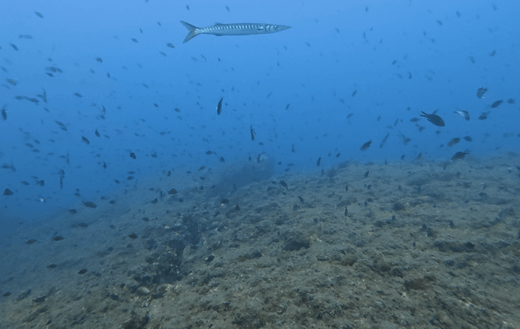 Barrakuda Nahaufnahme unter Wasser mit DJI Osmo Action 6 beim Tauchen