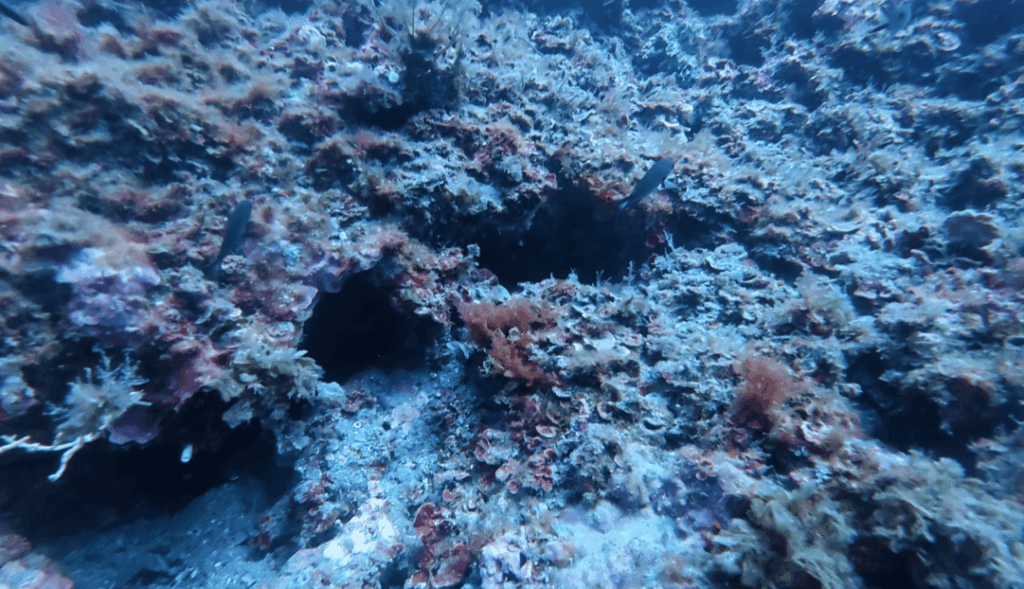 Tauchaufnahme bei schlechter Sicht mit Felsen und Korallen im Mittelmeer