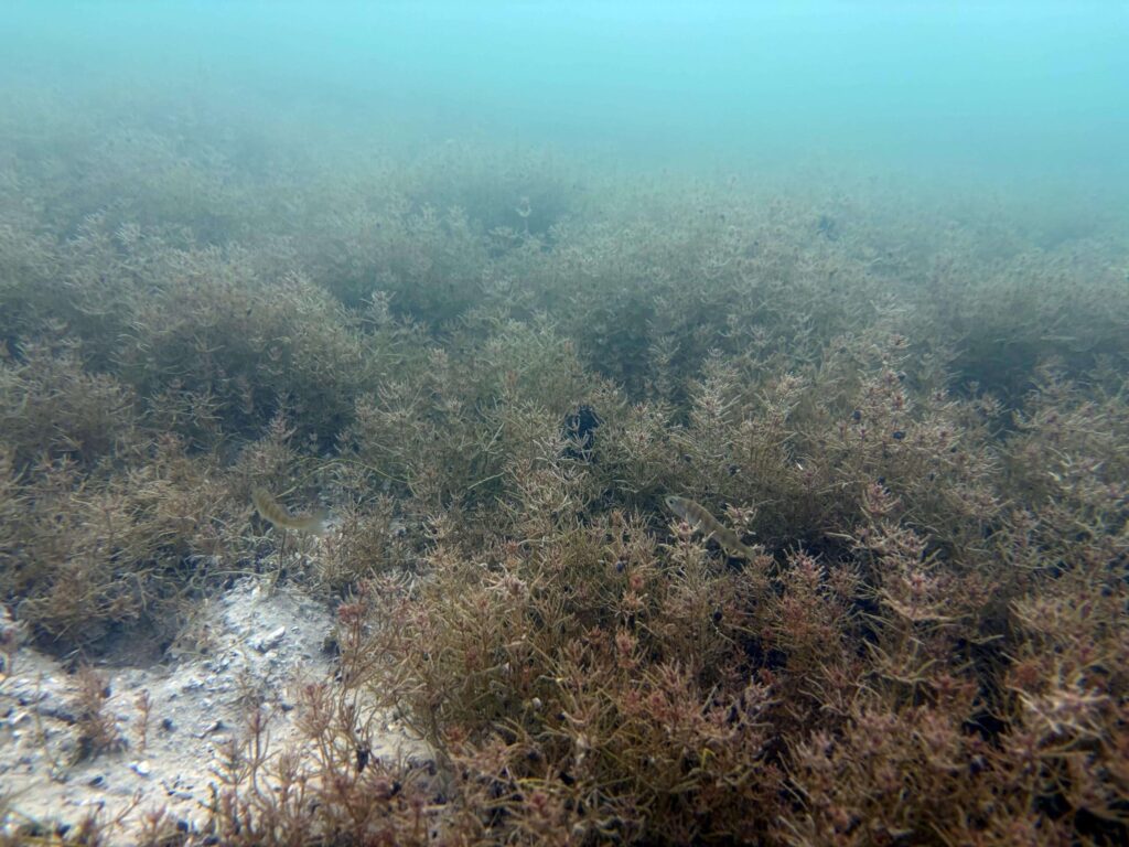Zwei Barsche zwischen Wasserpflanzen und Algen im Bodensee